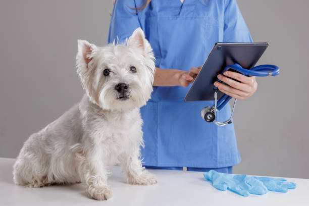 Assurance Animaux - Comparateur